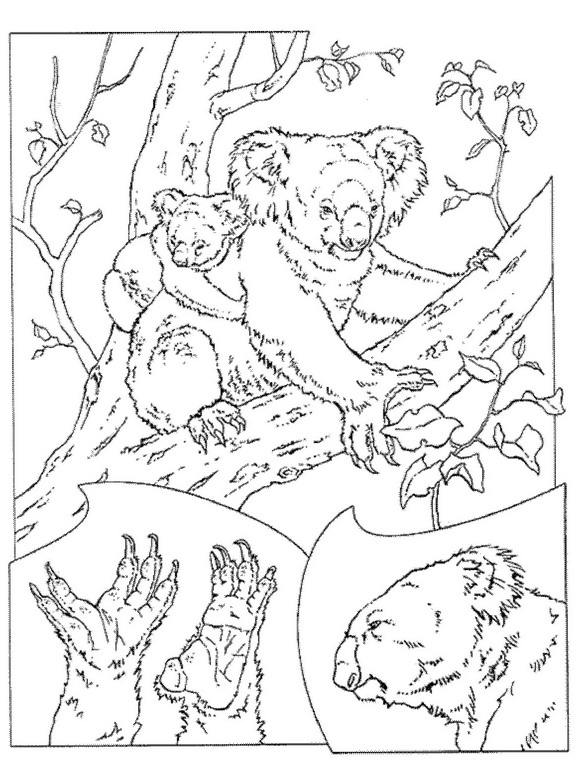 Plansa de colorat cu Koala 6 24